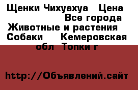 Щенки Чихуахуа › Цена ­ 12000-15000 - Все города Животные и растения » Собаки   . Кемеровская обл.,Топки г.